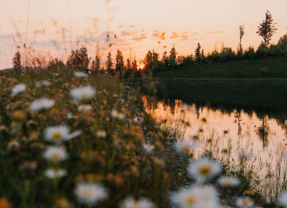 Blumenwiese am Astbergsee bei Dämmerung