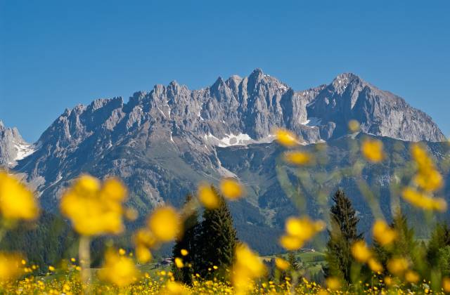 Blumenwiese am Fuße des Wilden Kaisers