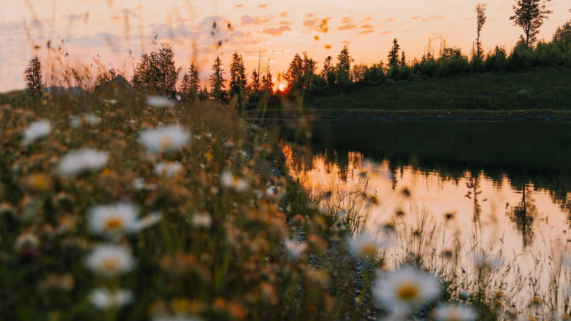 Blumenwiese am Astbergsee bei Dämmerung